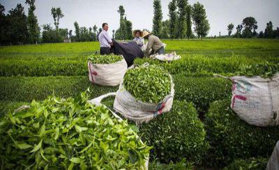 سندیکای کارخانه‌های چای میگوید به دلیل گرمای هوا و کاهش بارندگی تولید چای در کشورنسبت به سال گذشته ۲۴درصد کم شده است